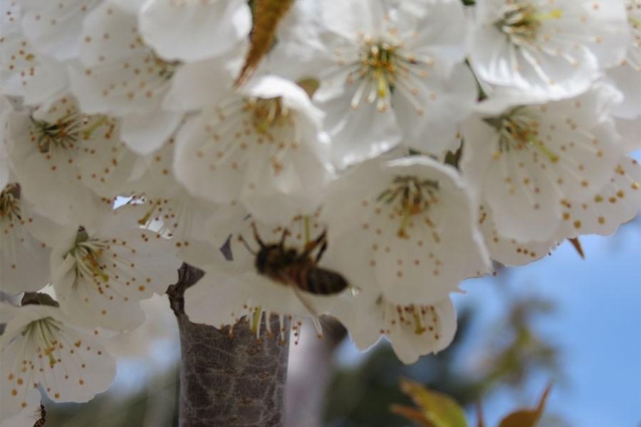 spring blossom