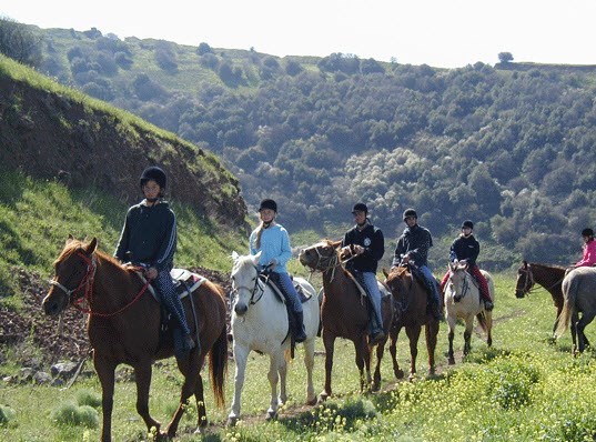  Merom golan Cowboy Farm