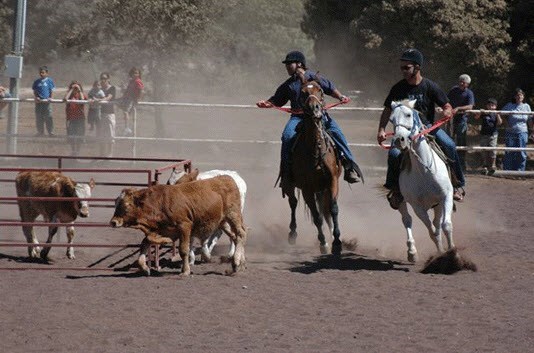  Merom golan Cowboy Farm