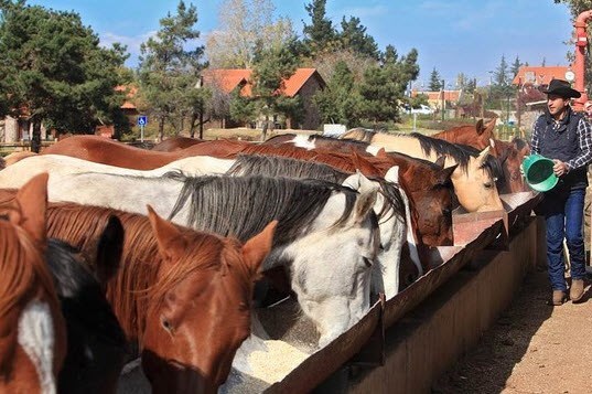  Merom golan Cowboy Farm